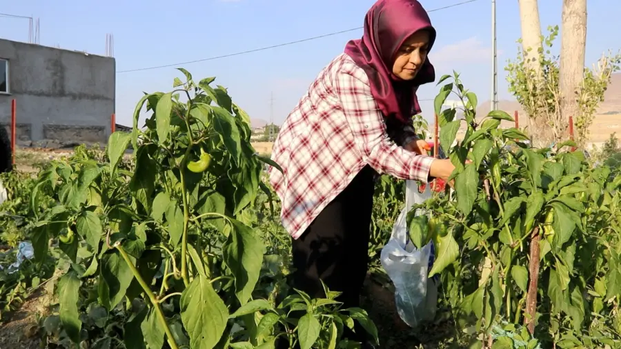 Kadın Komün Bostanımızda Hasat Devam Ediyor 🌱🍅