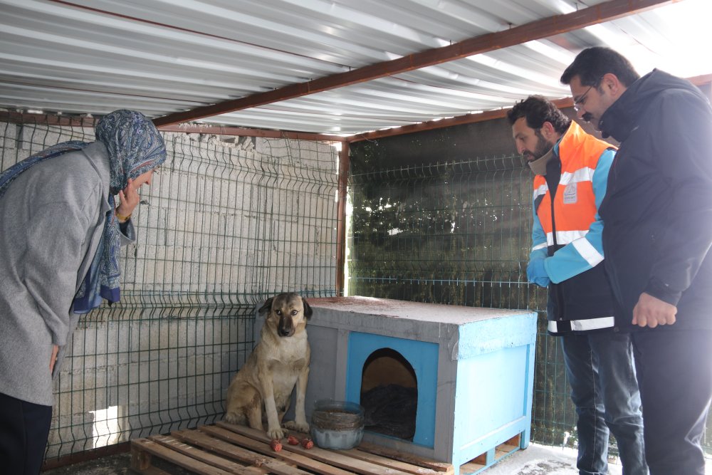 Eşbaşkanlar Koç ve Komi: Özür diliyoruz, köpeğe yapılan kötü muameleyi kabul etmiyoruz