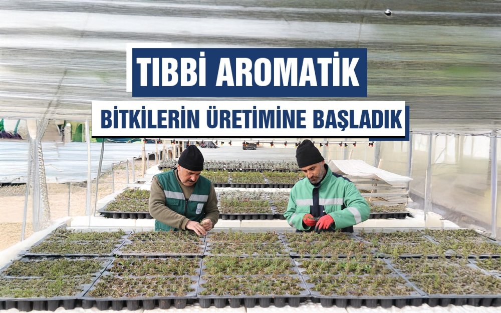 Tıbbi aromatik bitki üretimine devam ediyoruz