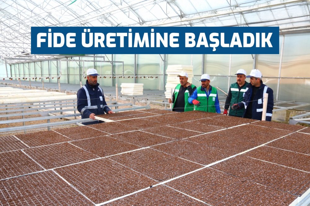 Yeniden fide üretimine başladık